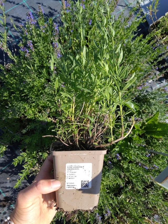 Hysope officinale Caeruleus - 12. 8. 2026