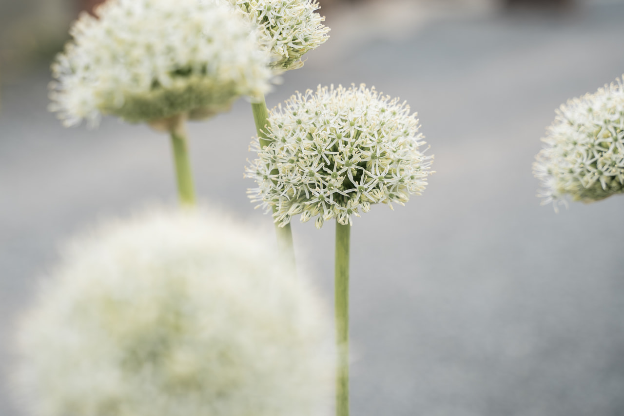 Česnek stipitatum White Giant, Loukykvět