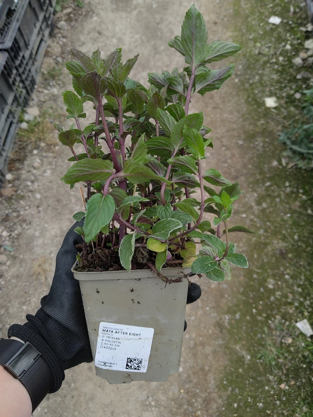 Menthe After Eight - 13. 5. 2026