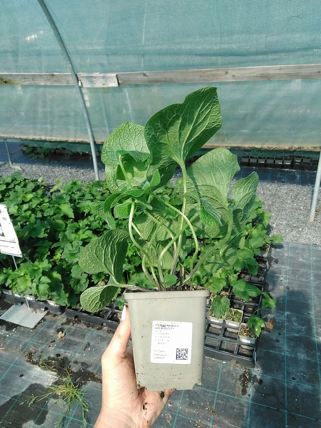 Lielā brunnera - 13. 7. 2026