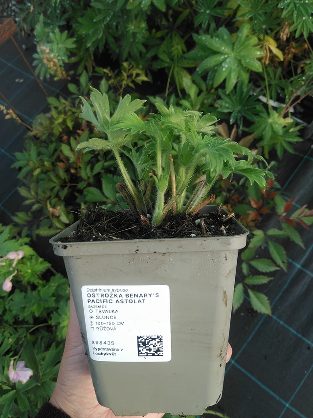 Ridderspore Benary’s Pacific Astolat - 16. 7. 2026