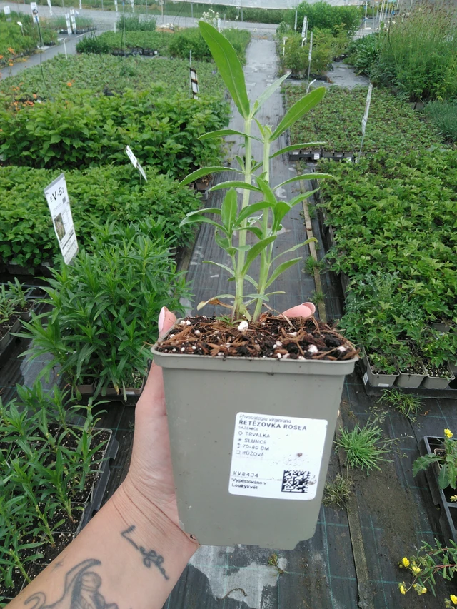 Kellopeippi Rosea - 3. 6. 2026