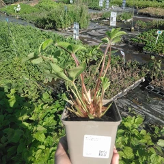 Planta