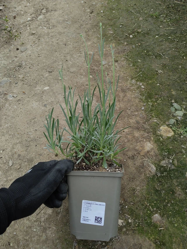 Lavande Edelweiss - 13. 5. 2026