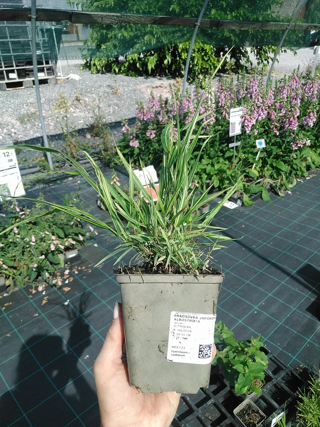 Rákosovka japonská Albostriata - 13. 7. 2026