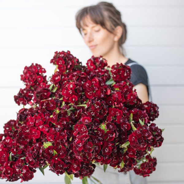 Hvozdík bradatý Sweet Black Cherry, Loukykvět