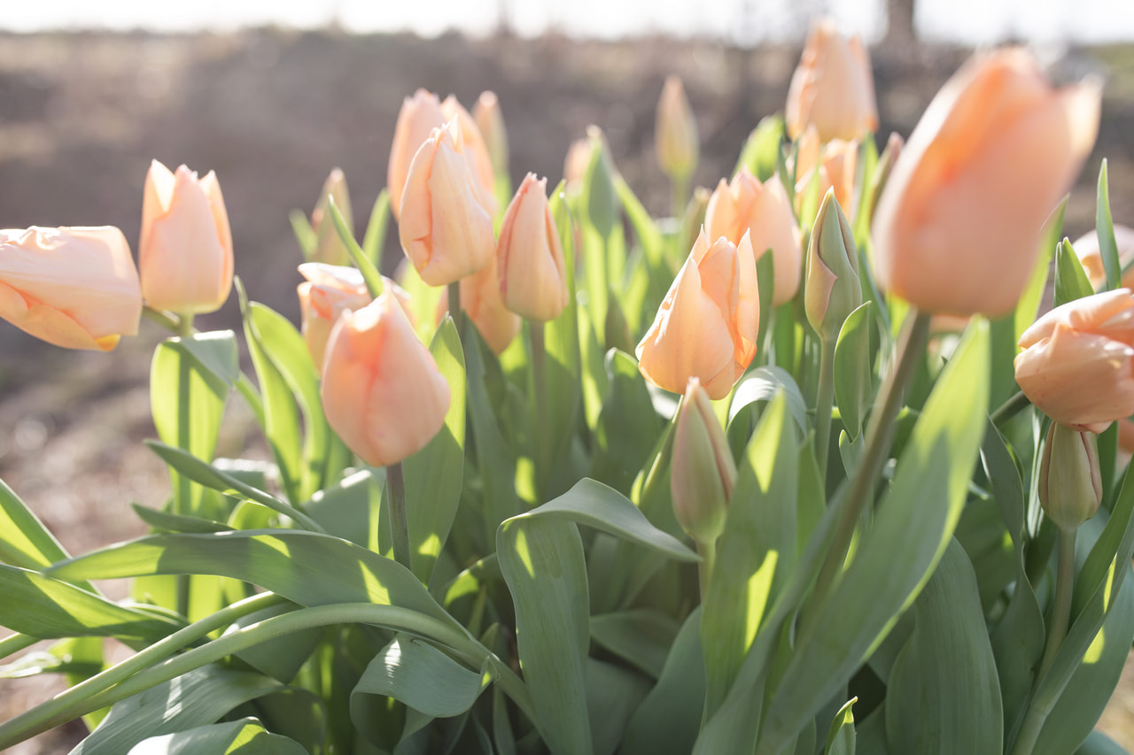 Tulipan Apricot Beauty, Loukykvět