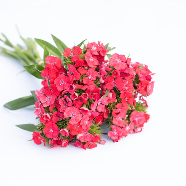 Hvozdík bradatý Sweet Coral, Loukykvět