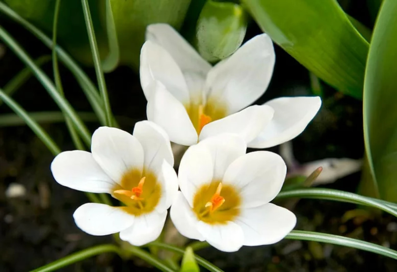 Krokus Ard Schenk, Loukykvět