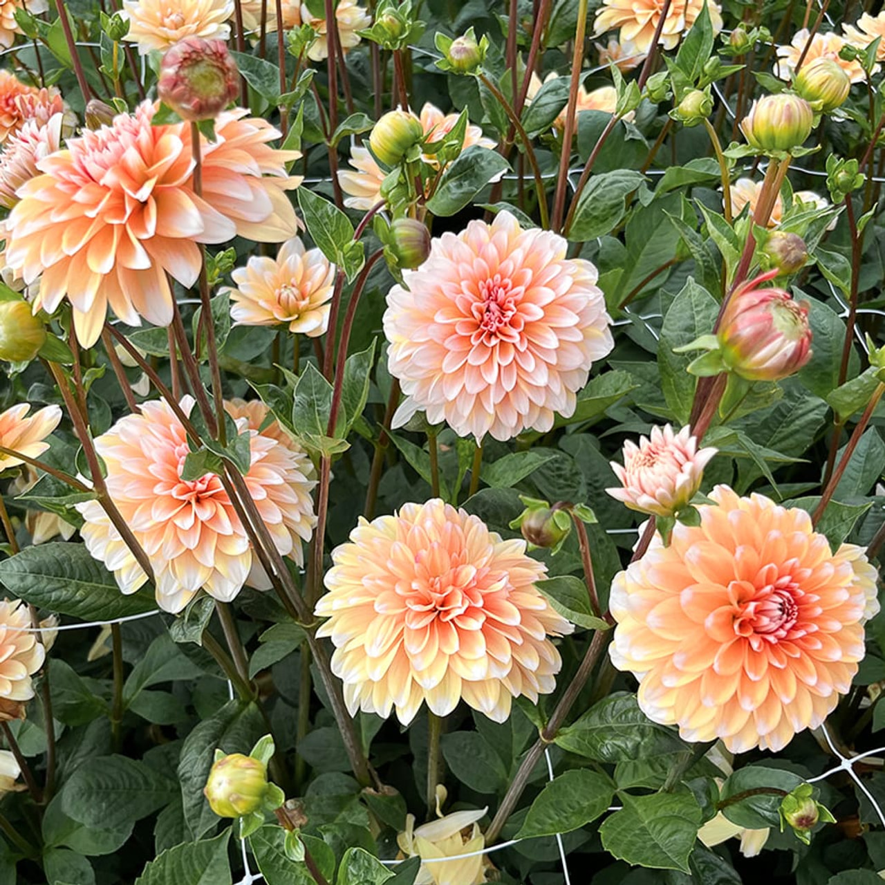 Dalia Orange Perception, Loukykvět