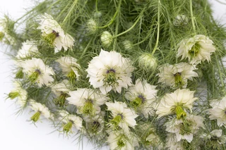 Love-in-a-mist