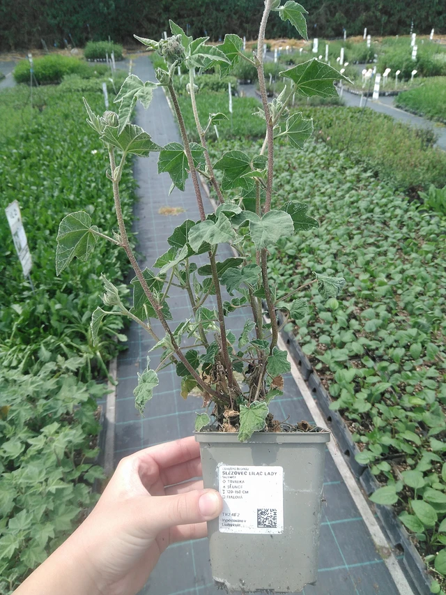 Bekermalva Lilac Lady - 2. 6. 2026