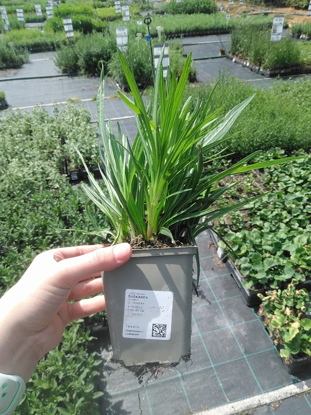 Liatris - 2. 6. 2026