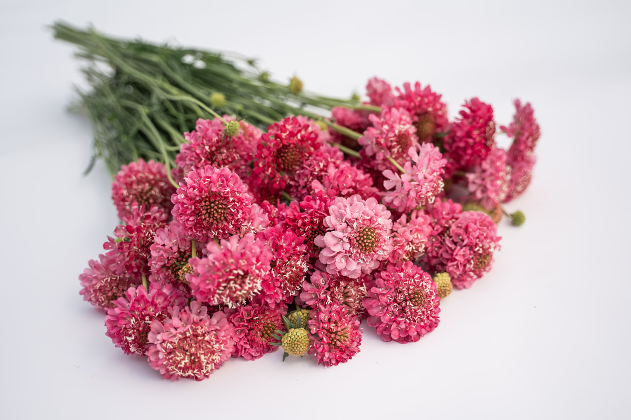 Scabiosa Salmon Queen, Loukykvět