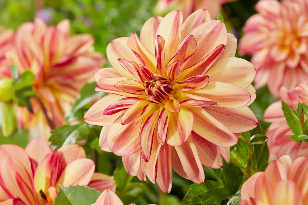 Dalia Happy Butterfly, Loukykvět