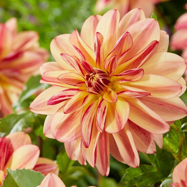 Dalia Happy Butterfly, Loukykvět