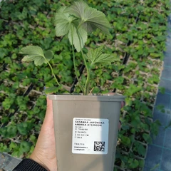 Sadzonka