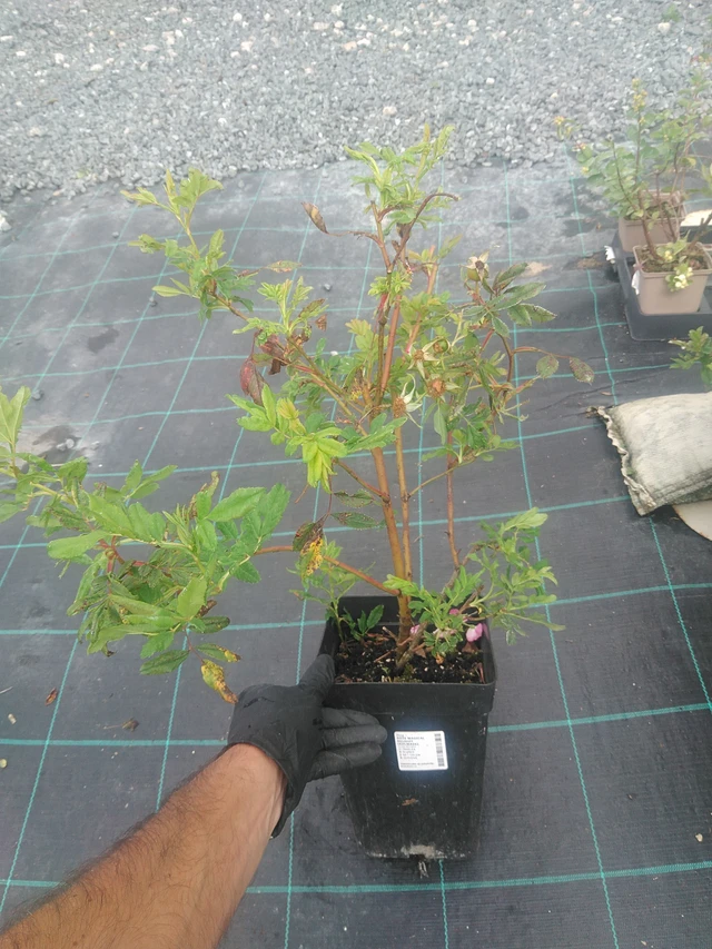 Rosier Magical Delight (Kolmade) - 10. 9. 2025