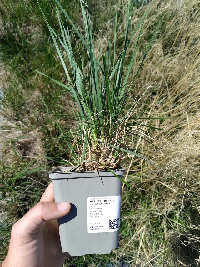 Metlice trsnatá Goldschleier - 12. 8. 2026
