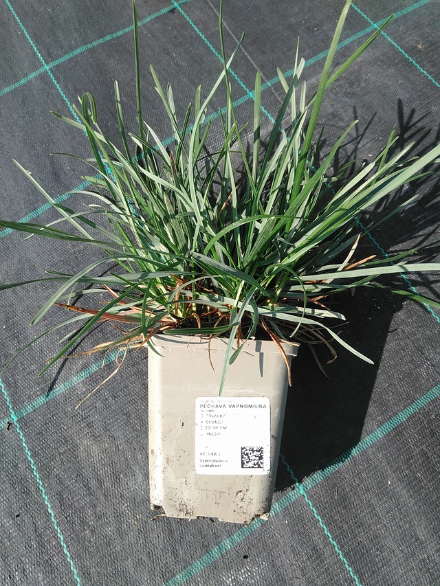 Blauwgras - 16. 7. 2026