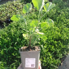 Seedling