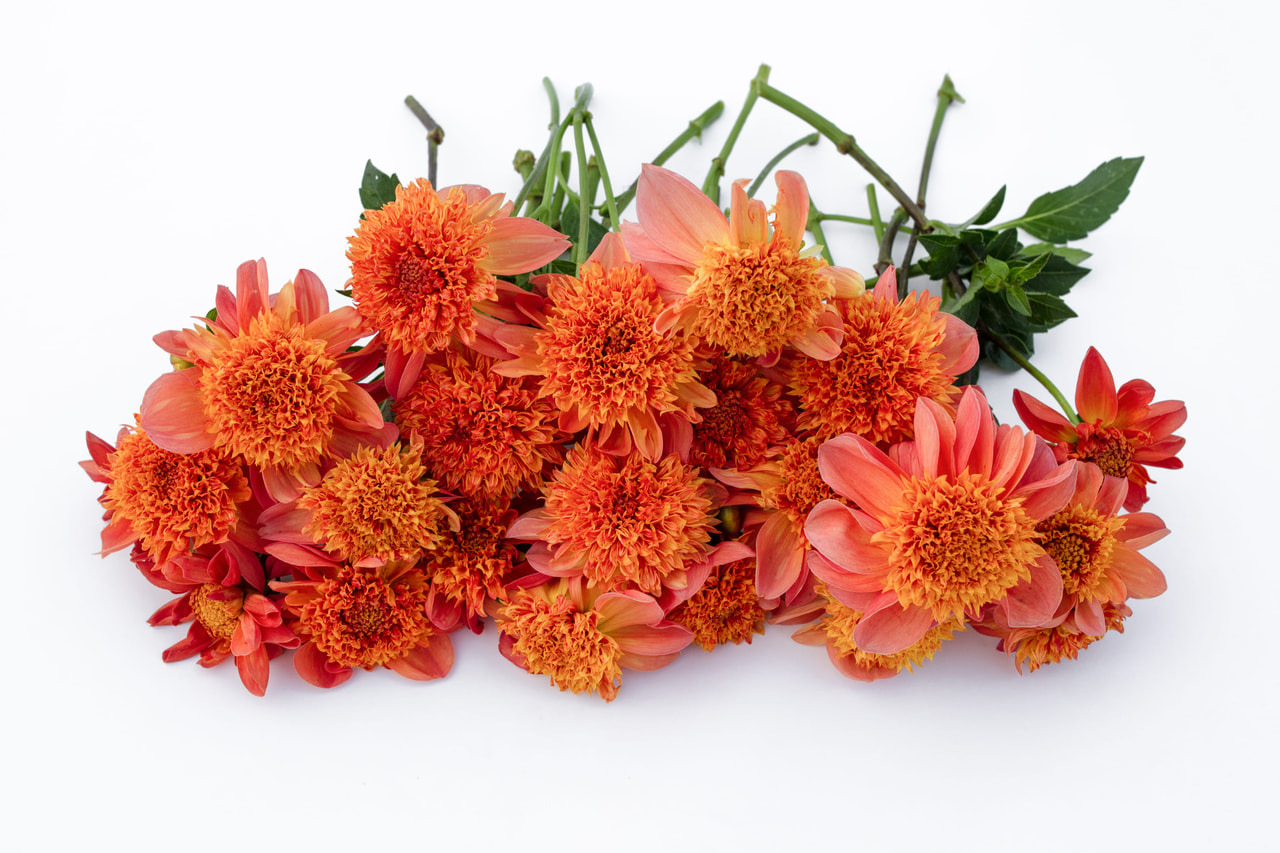 Dahlia Sword Dance, Loukykvět