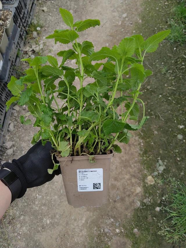 Meduňka Limonii - 13. 5. 2026