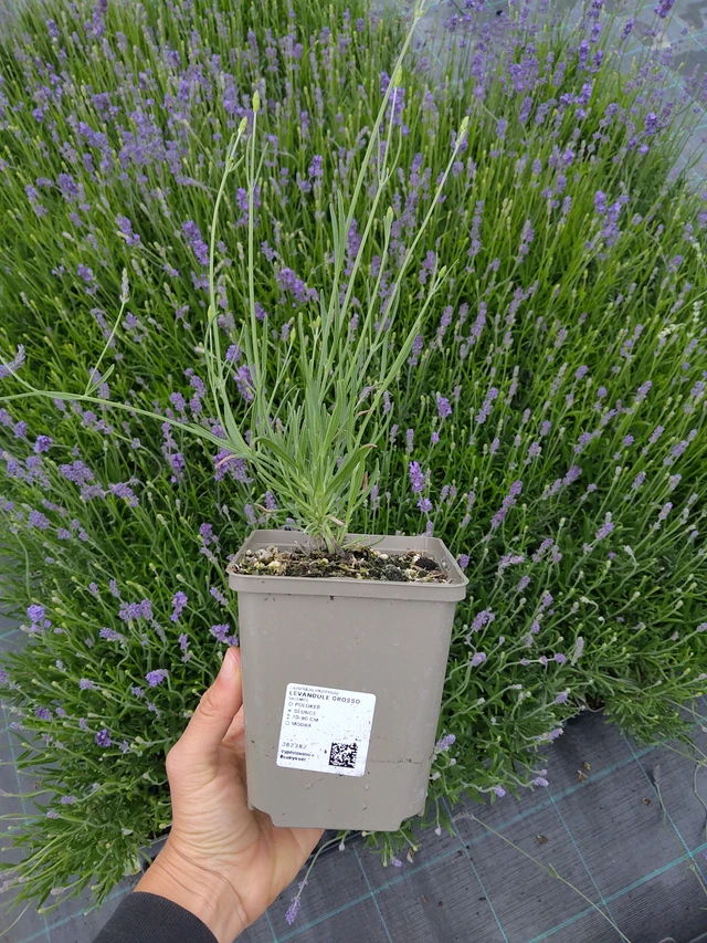 Lavender Grosso - 11. 6. 2026