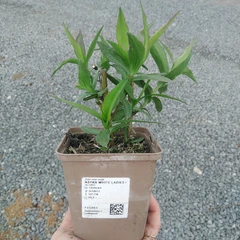 Plantón