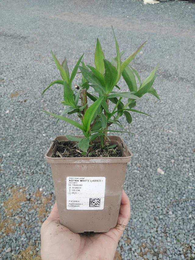 Aster White Ladies - 21. 7. 2026