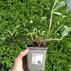 Plantón