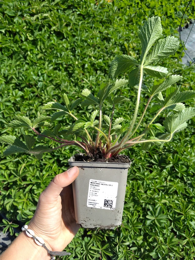 Potentilla nepalensis Roxana - 12. 8. 2026