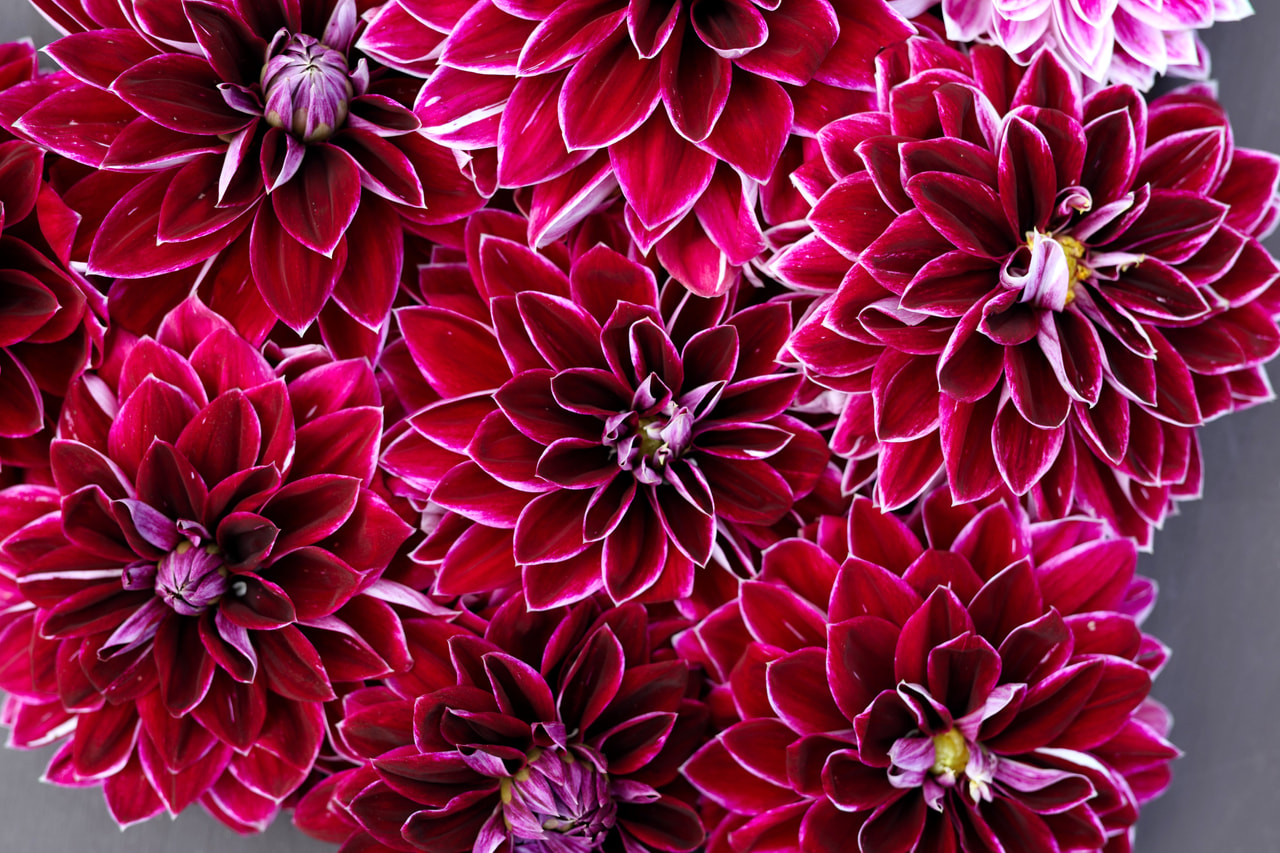 Dalia Purple Pearl, Loukykvět