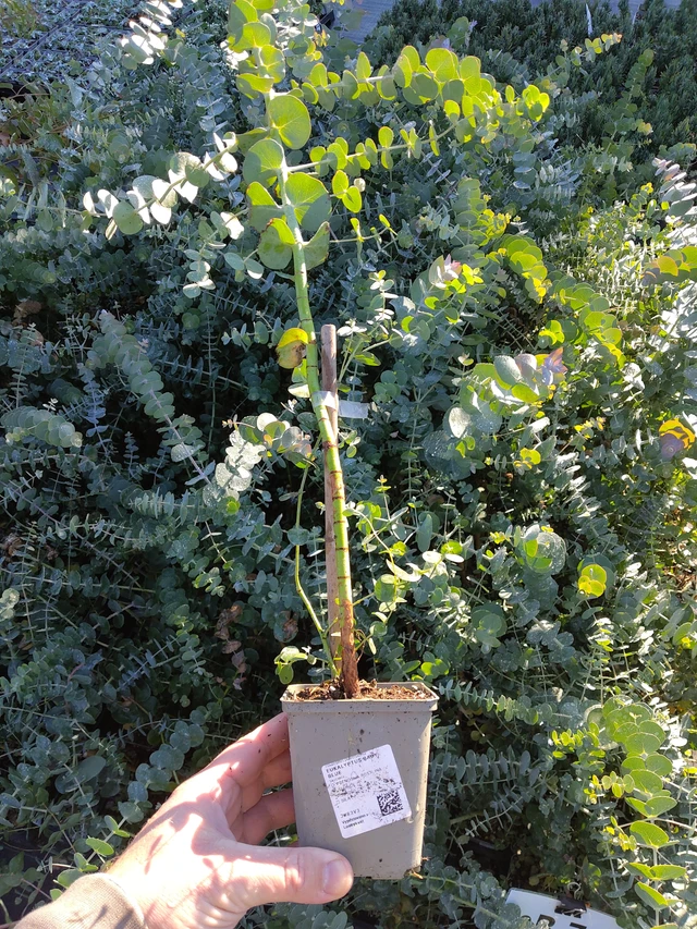 Eukalyptus Baby Blue - 30. 9. 2026