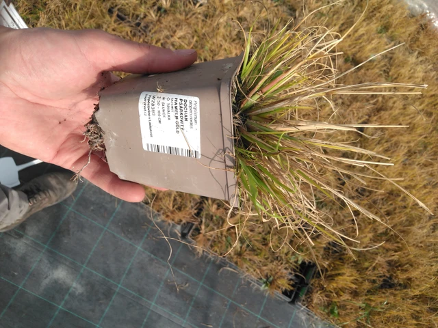 Pennisetum Hameln Gold - 8. 4. 2025