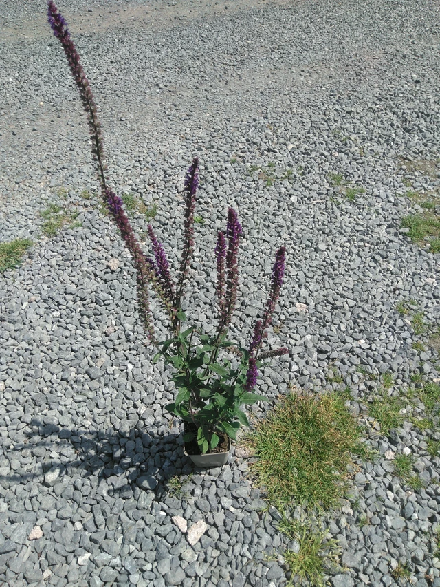 Sauge des bois Caradonna - 2. 7. 2026
