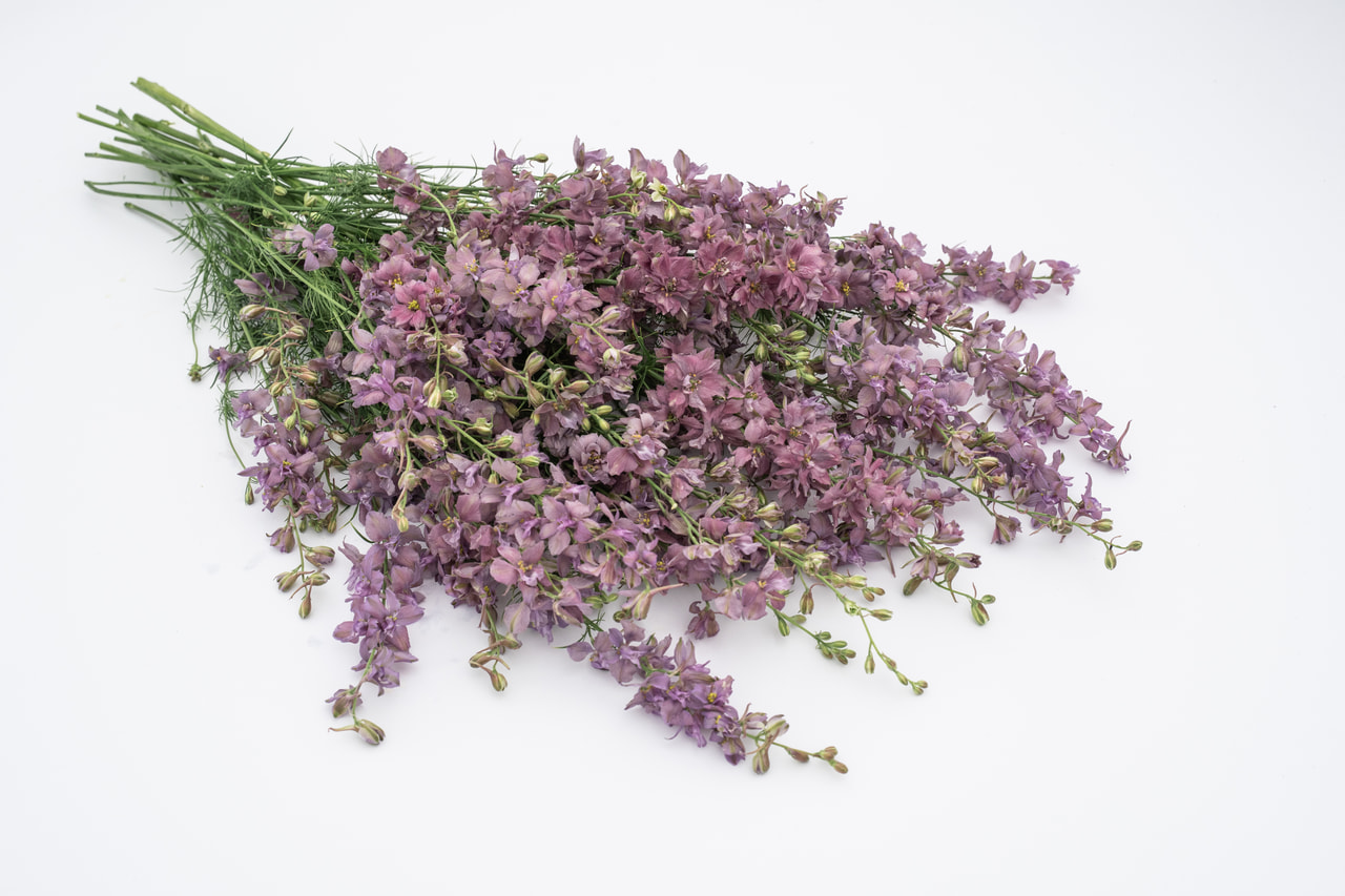 Nemțișor Misty Lavender, Loukykvět