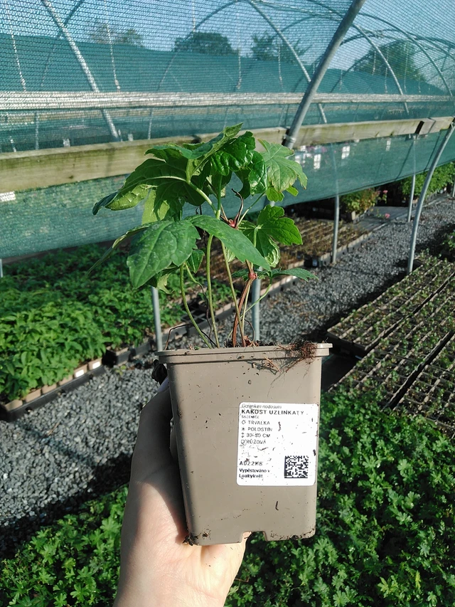 Mazgotasis snaputis - 13. 7. 2026