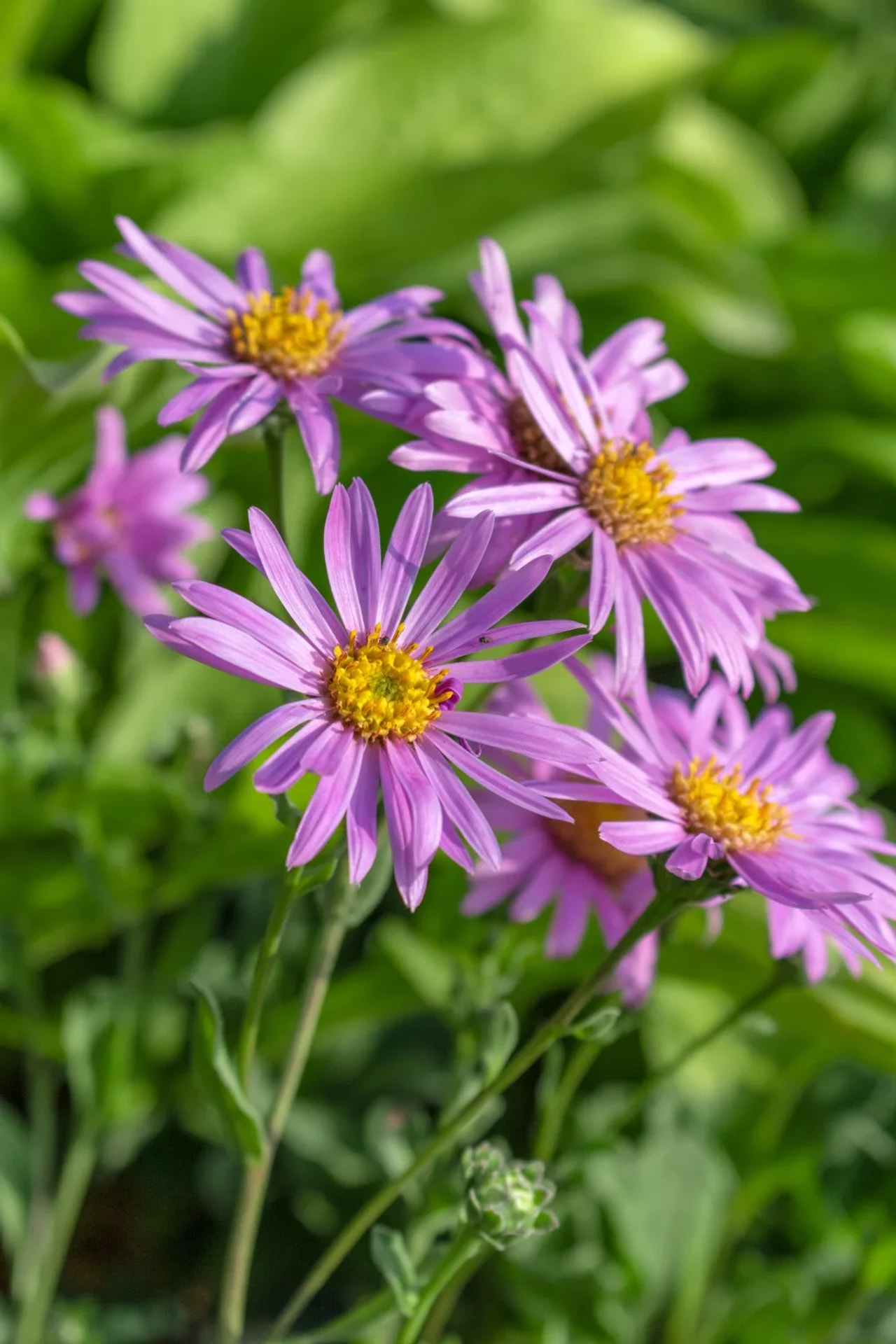 Aster Rosa Erfüllung, Loukykvět
