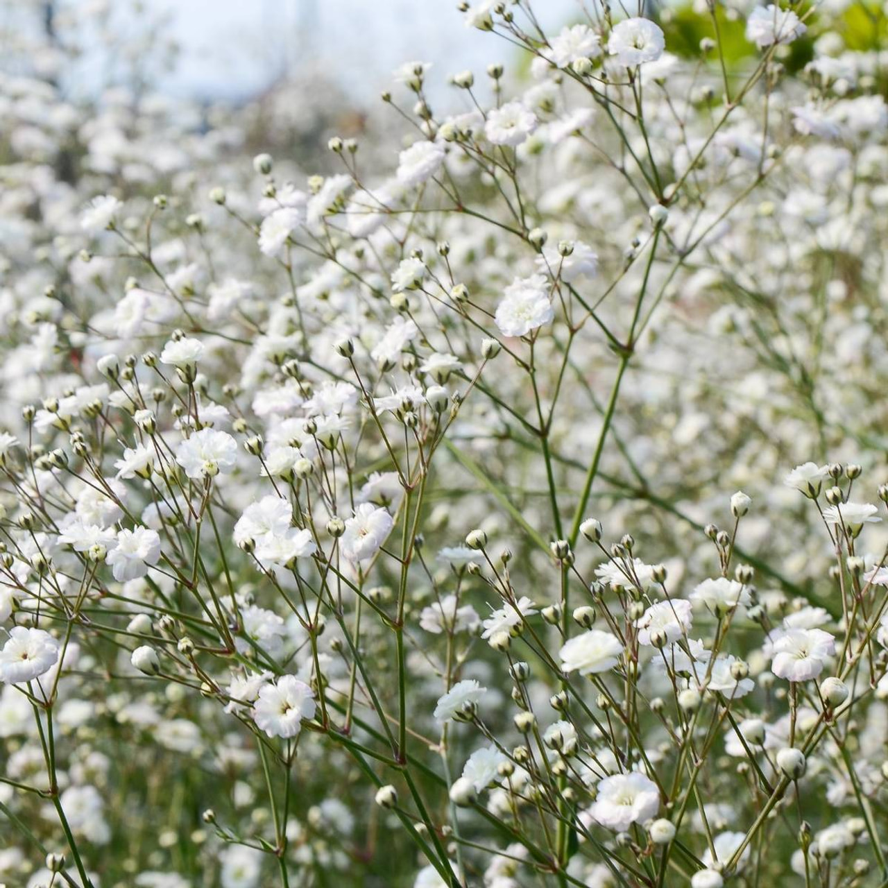 Šater Snowflake, Loukykvět