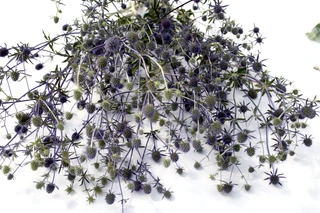 Blue eryngo