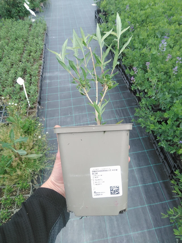 Siniparta Kew Blue - 3. 6. 2026