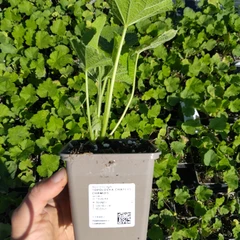 Jeune plant