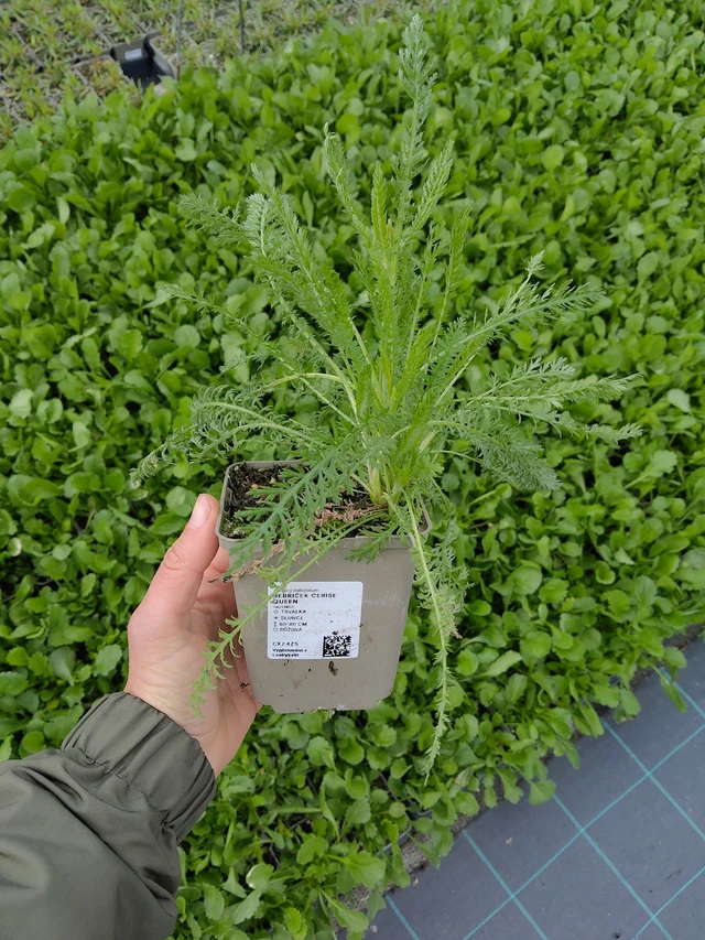 Řebříček Cerise Queen - 13. 5. 2026