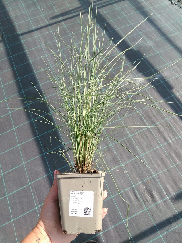Natalgras Ruby - 16. 7. 2026