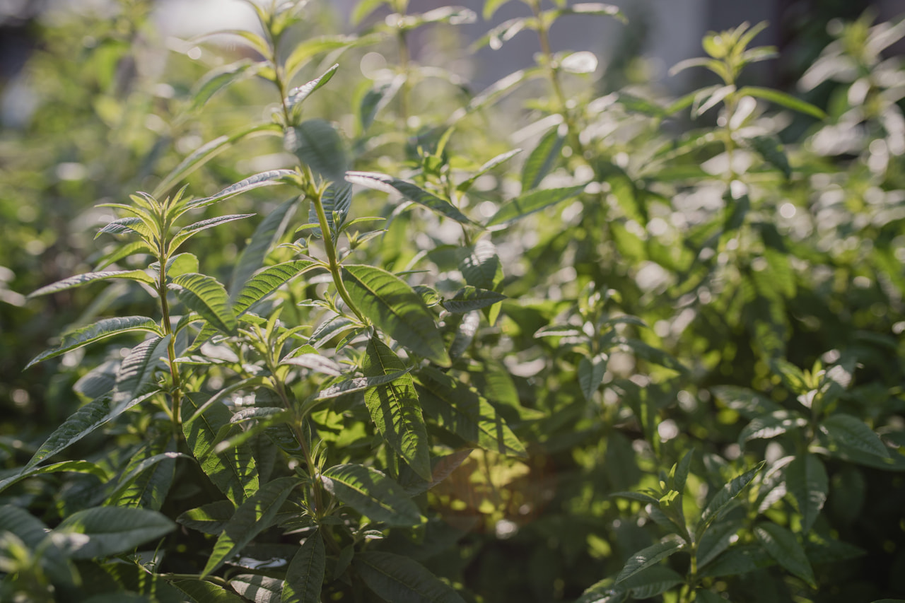 Verbena citronová, Loukykvět