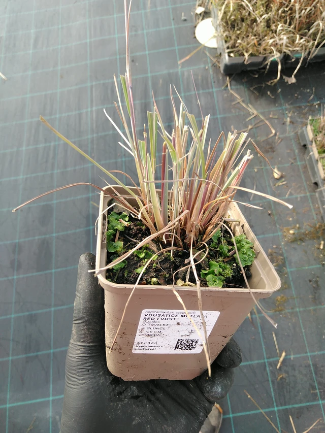 Klein prairiegras Red Frost - 31. 10. 2025