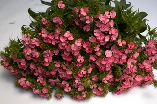 Dianthus