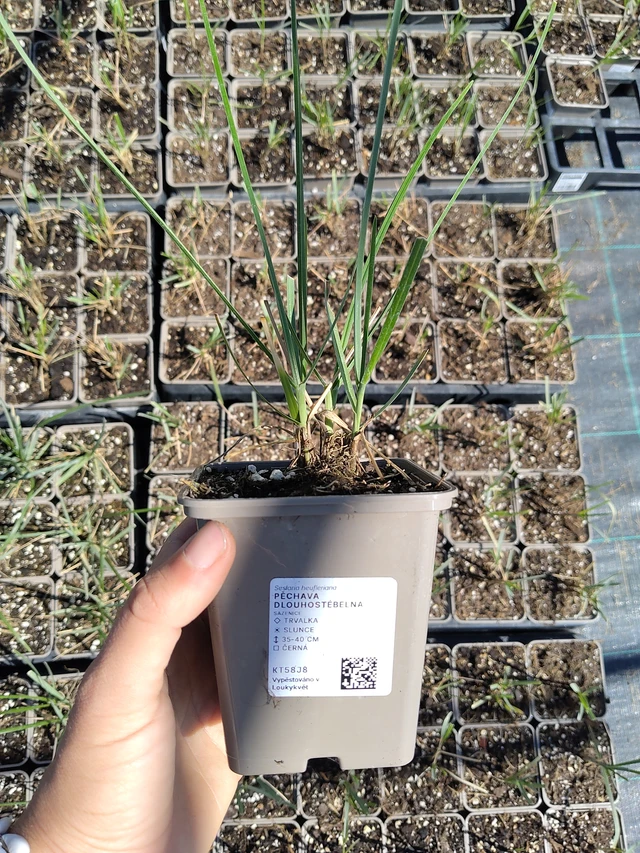 Sesleria Heuflera - 12. 8. 2026