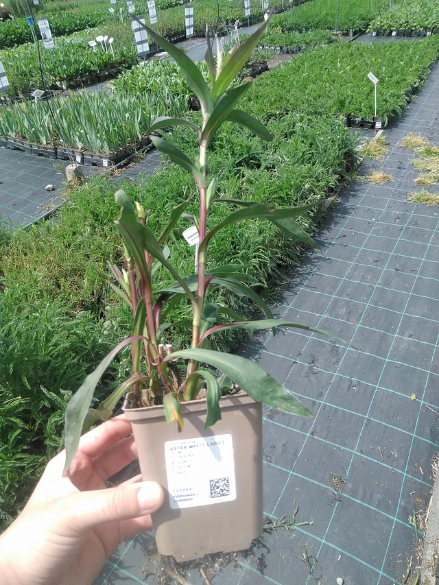 Aster White Ladies - 2. 6. 2026